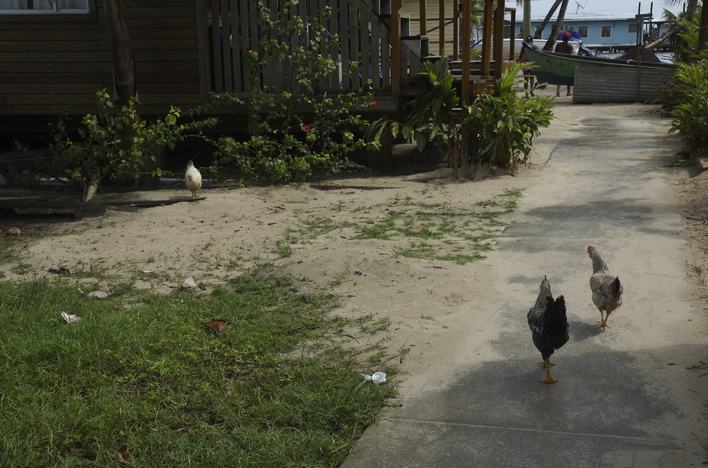 Chickens in Panama